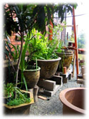 plants in dragon pots.jpg